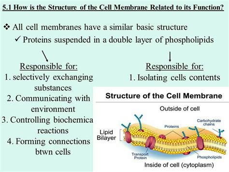 What is plasma membrane ?what are its function? - Brainly.in