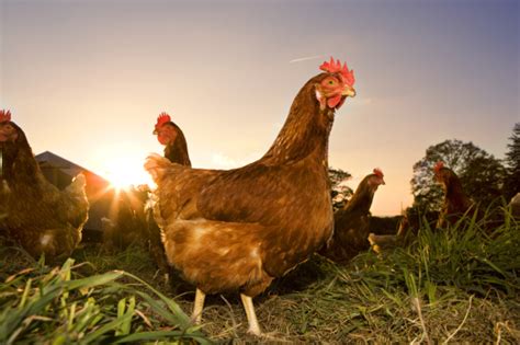 'Free Range' Eggs Now Have A New Definition