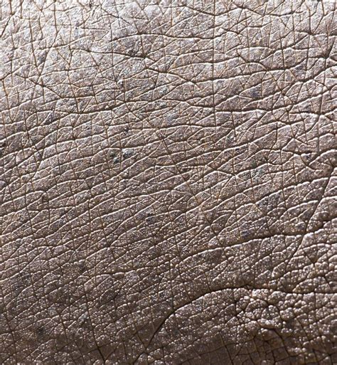 Texture Hippo Old Skin Of Hippopotamus Background Stock Image - Image of hippopotamus, pachyderm ...