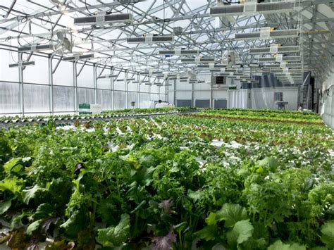 Best Year-Round Greenhouses for Cold Climates | AgriTechTomorrow