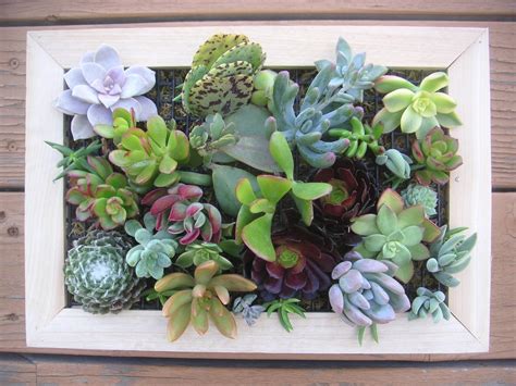 20 Photos Succulent Wall Art