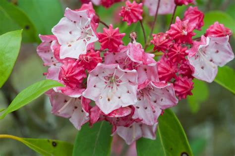 Rhododendron, Mountain Laurel and Flame Azalea