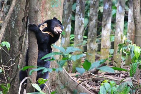 Bornean Sun Bear Conservation Centre - Alchetron, the free social ...