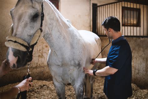 Horse Colic Causes: Triggers of This Common Equine Condition