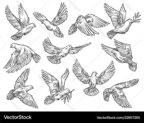 Pigeon flying with olive branch sketch Royalty Free Vector