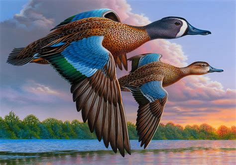 2015 Federal Duck Stamp Contest Entry 081 | Waterfowl art, Bird art, Hunting art