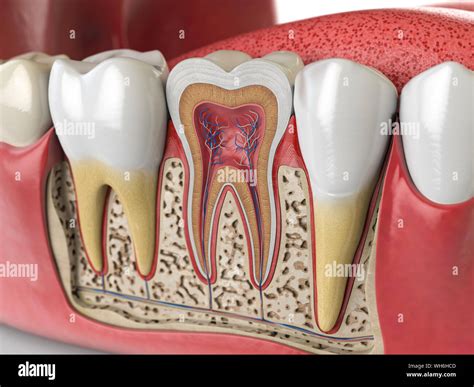 Human teeth anatomy. Cross section of human tooth. 3d illustration Stock Photo - Alamy