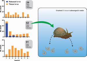 Rat lungworm (Angiostrongylus cantonensis) active larval emergence from deceased bubble pond ...