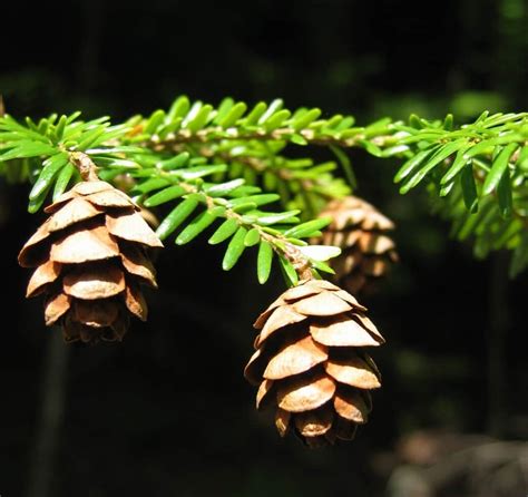 Canadian Hemlock, A Hot Winter Tea - Eat The Planet