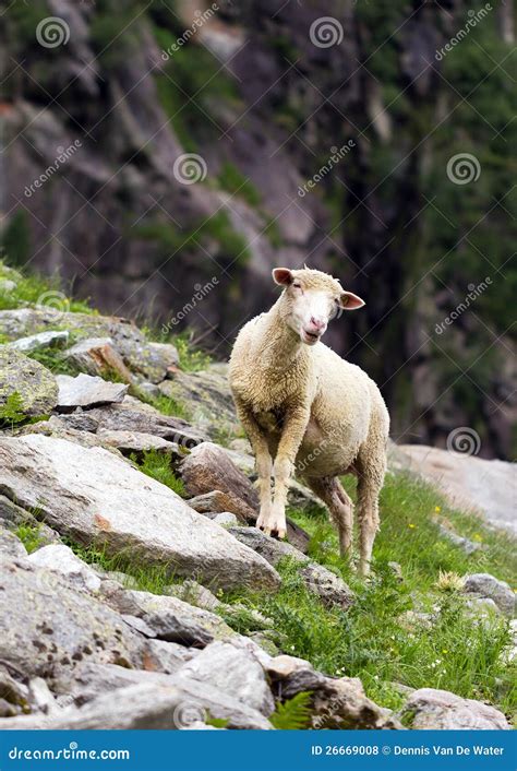 Mountain sheep stock photo. Image of nature, wildlife - 26669008