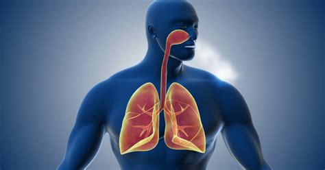 The 12 parts of the respiratory system (characteristics and functions) | 【 2024