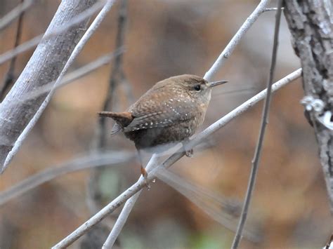 The Online Zoo - Winter Wren