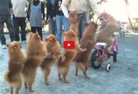 This Incredulous Video of Dogs in a Conga Line Will Have You in Awe! Absolutely Incredible ...