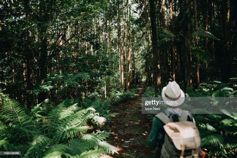 Woman Hiking Through Forest Of Yakushima Island Japan High-Res Stock ...