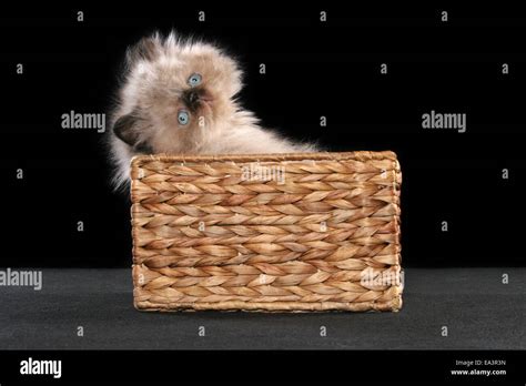 persian kitten in basket Stock Photo - Alamy