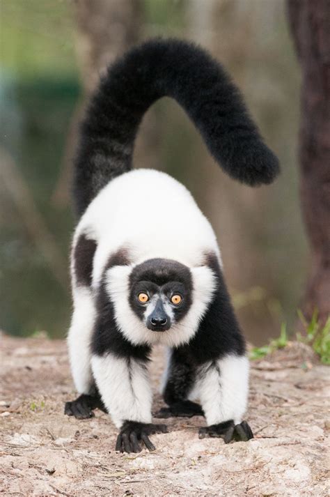 black & white ruffed lemur | Animales locos, Animales salvajes, Videos graciosos de animales