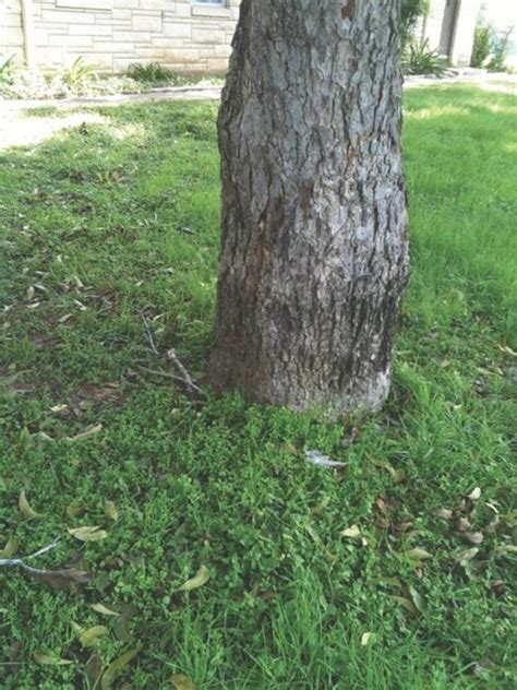 Pecan Variety Identification - Pecan South MagazinePecan South magazine ...