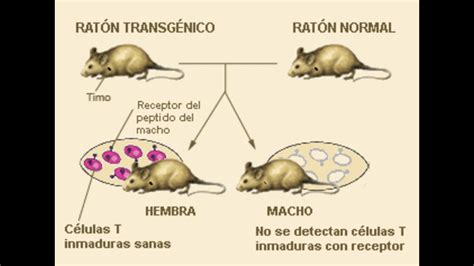 Biotecnologia en animales - YouTube