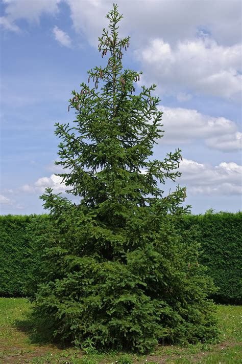 Norway Spruce | Medium Tree Seedling – SequoiaTrees.com