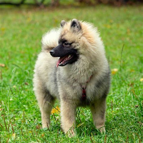 Keeshond Puppies For Sale • Adopt Your Puppy Today • Infinity Pups