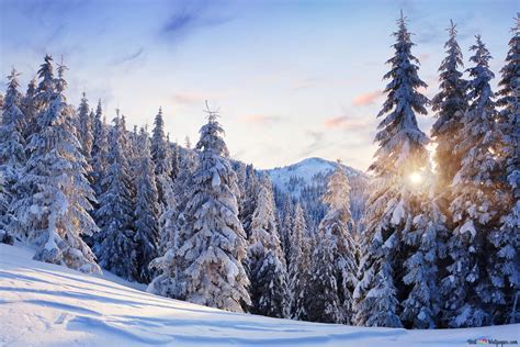 Snow covered pine trees 4K wallpaper download