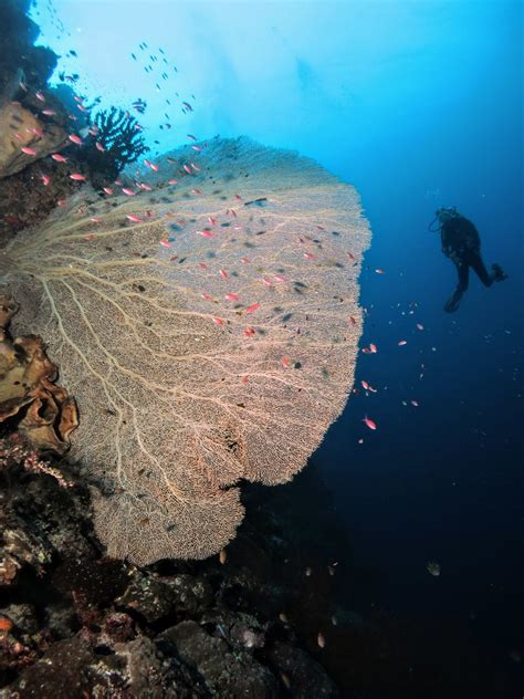 Banda Islands Diving Guide