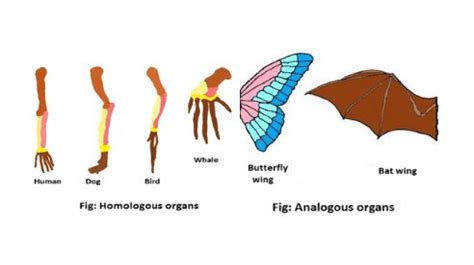 Homologous vs Analogous organs - Science Query