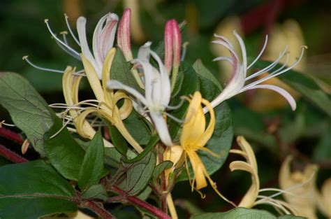 Japanese Honeysuckle Vines, Non-Invasive Alternatives