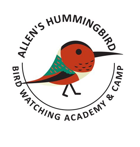 Allen’s Hummingbird - Bird Watching Academy