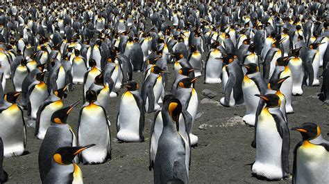 Danish researchers see the funny side of Antarctic penguin poop ...