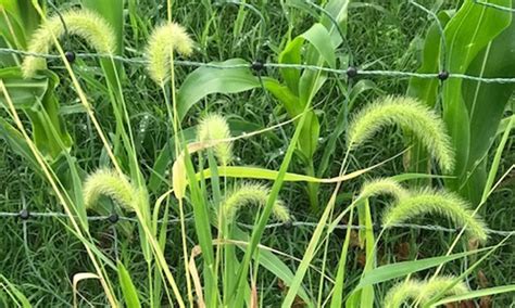 How to control foxtails in fields - Farm and Dairy