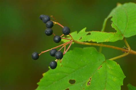 Maple-leaf Viburnum berries | Flickr - Photo Sharing!