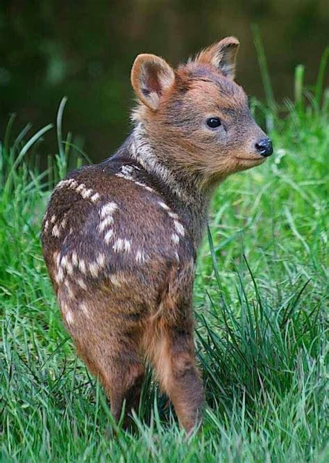 Baby Pudu Deer | For kicks and giggles | Pinterest