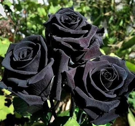 Details 100 rosas hermosas negras - Abzlocal.mx