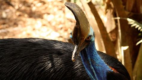 Outback Animals Photos - Outback Wrangler - National Geographic Channel ...