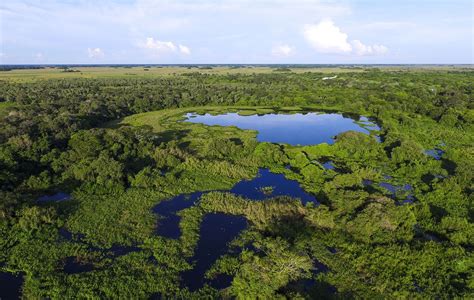 Wetland - Ecosystem, Habitat, Conservation | Britannica