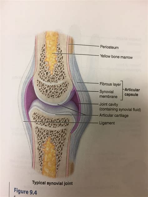 Synovial Joint: permit wide range of motion and are diarthrosis (freely mobile) joint ...