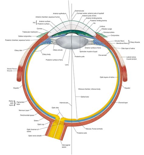 anatomy eye model labeled | Tempat untuk Dikunjungi | Pinterest | Eye anatomy, Charts and Human eye