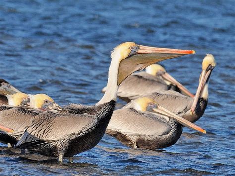 Northwest Nature Notes: BROWN PELICANS IN WASHINGTON