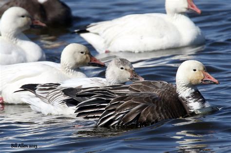 Snow geese | Loess Bluffs NWR | William Allen | Flickr