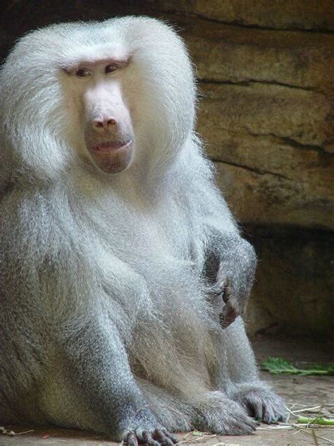 Mamadryas Baboon - Photograph at BetterPhoto.com | Animals beautiful, Albino animals, Baboon