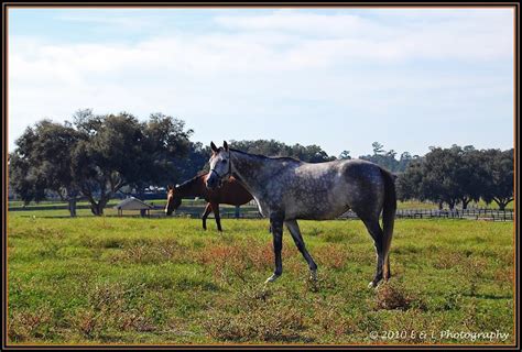 Ocala, Central Florida & Beyond: Horse farms & thoroughbreds - Ocala ...