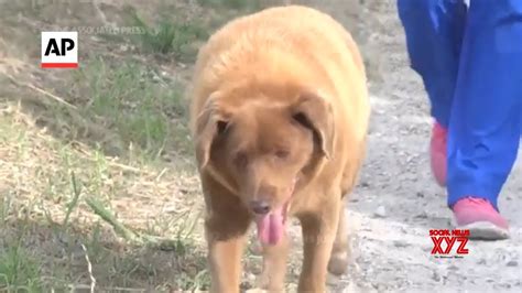 Secrets of the world's oldest dog (Video) - Social News XYZ