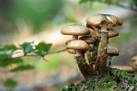 12 of the Best Edible Mushrooms that You can Grow at Home - Garden and Happy
