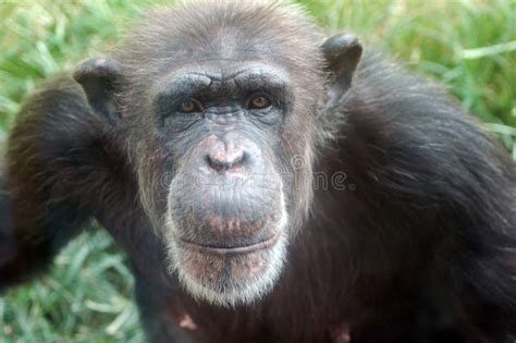 Smiling Chimp stock image. Image of expression, black - 2886251