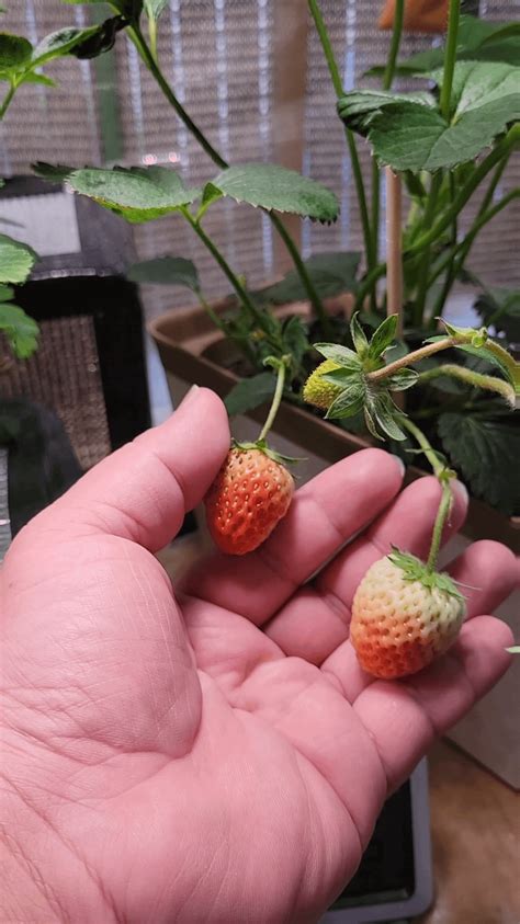 Kratky Strawberries : r/Hydroponics