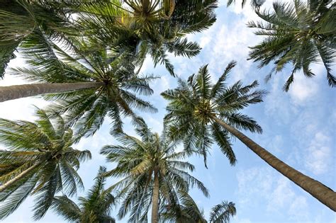 Oaks instead of palm trees? Florida's iconic palms don't cut it with climate change