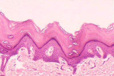 Histology-World! Audio Histology Slide-Skin