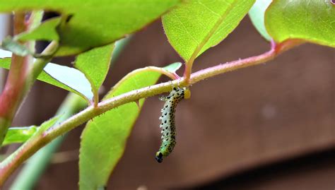 Caterpillars On Your Roses? How To Deal With Rose Sawfly