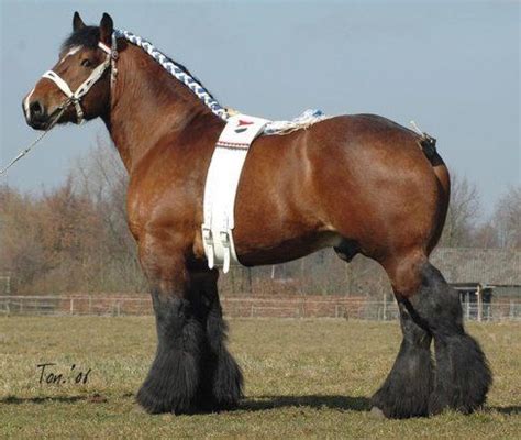 Dark Bay Draft stallion horse | Clydesdale horses, Horses, Big horses